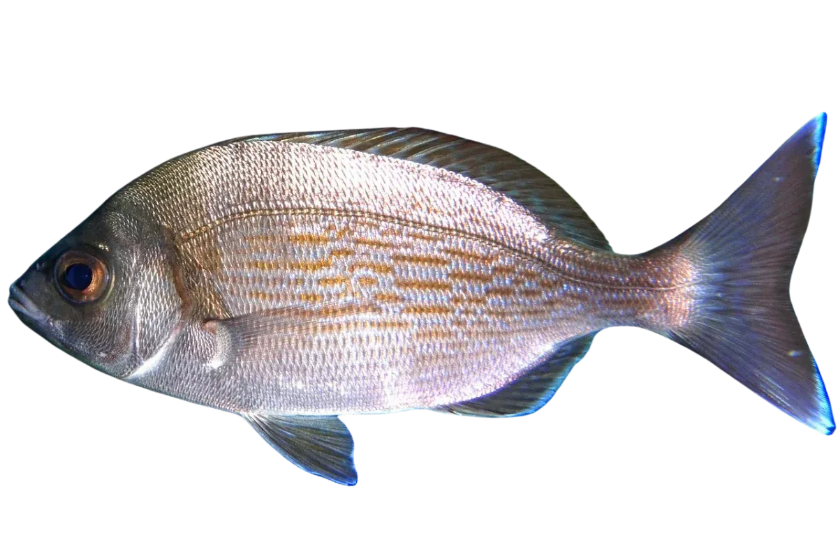 Black Seabream