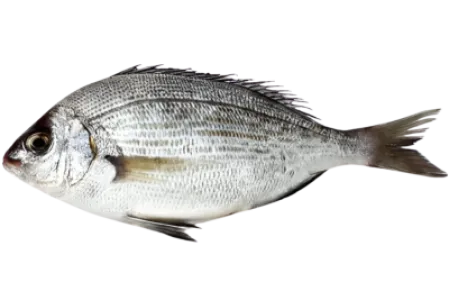 Black Seabream