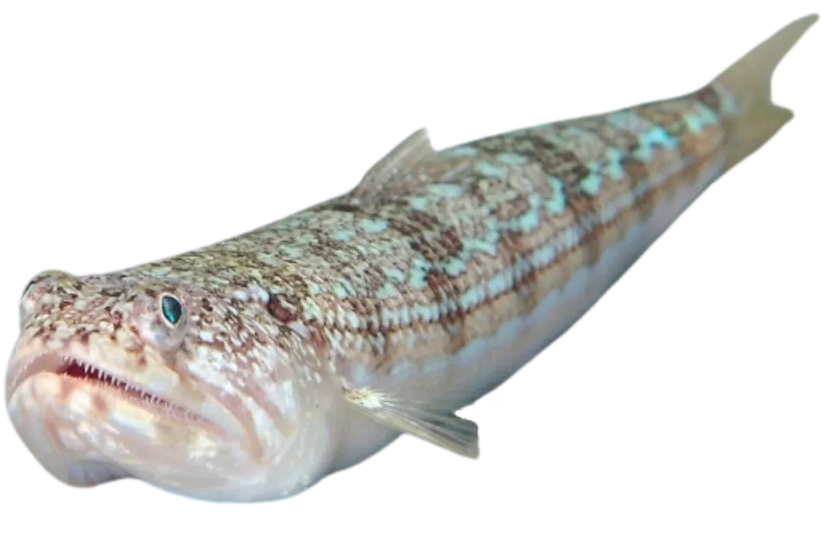 Atlantic Lizardfish