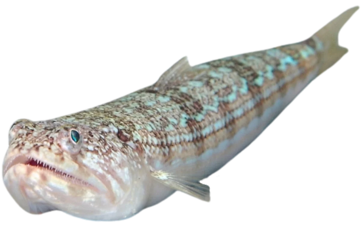 Atlantic Lizardfish