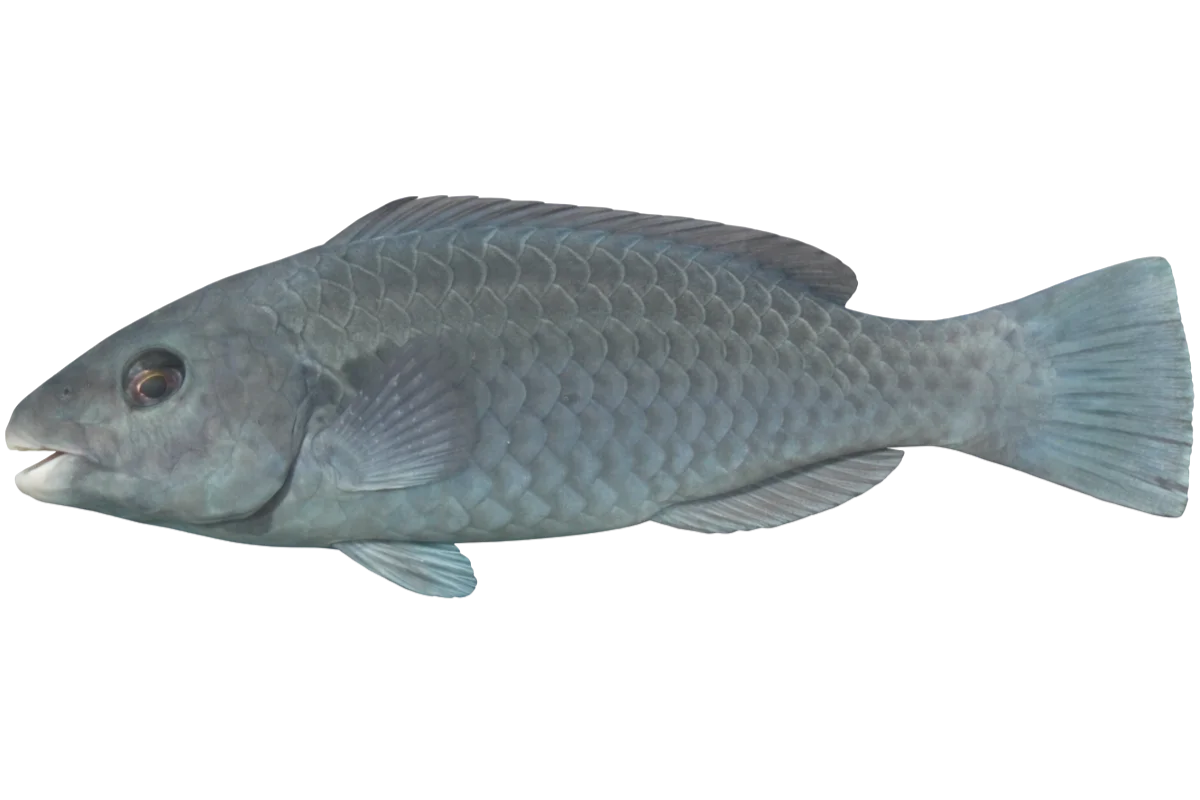 Mediterranean Parrotfish