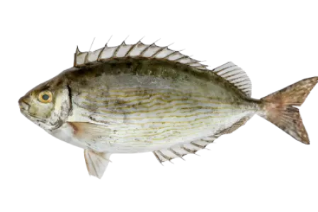 Rabbitfish