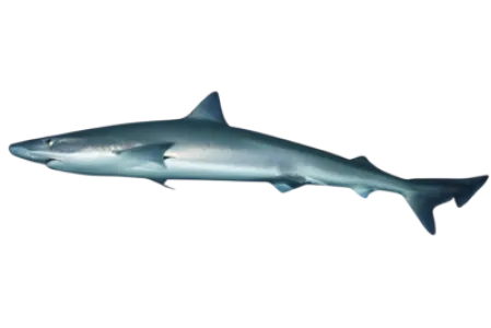 Tope Shark