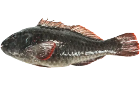 Mediterranean Parrotfish