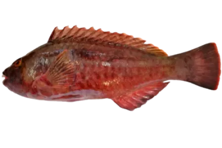 Mediterranean Parrotfish
