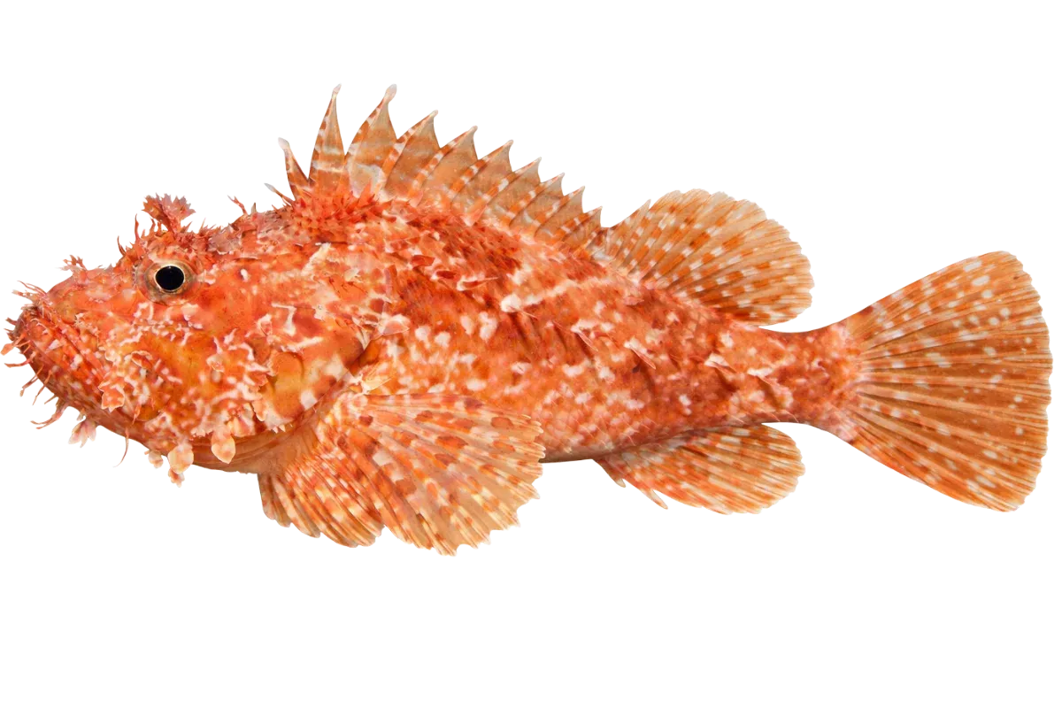 Scorpionfish