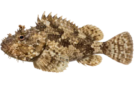 Scorpionfish