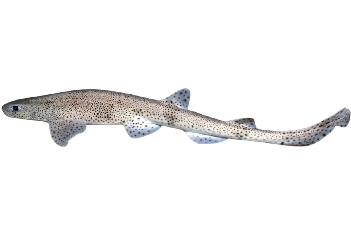 Small spotted Catshark