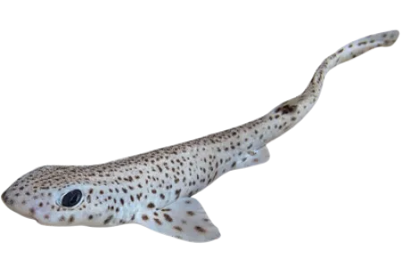 Small spotted Catshark