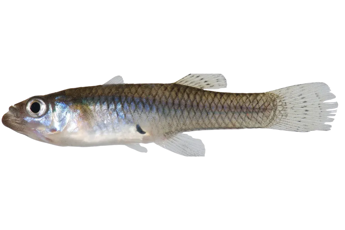 Eastern Mosquitofish