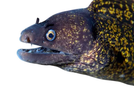 Mediterranean Moray