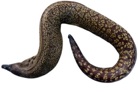 Mediterranean Moray