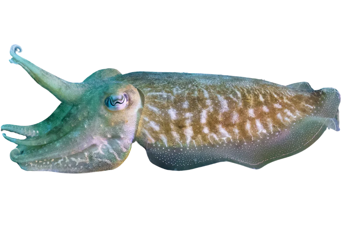 Σουπιά
