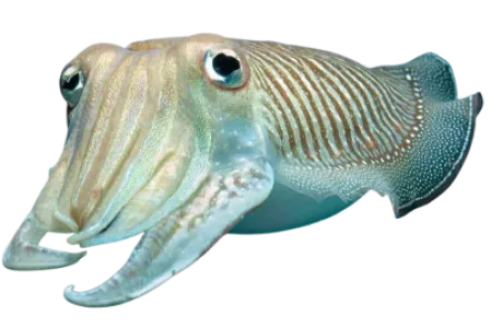 Cuttlefish