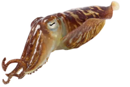 Cuttlefish