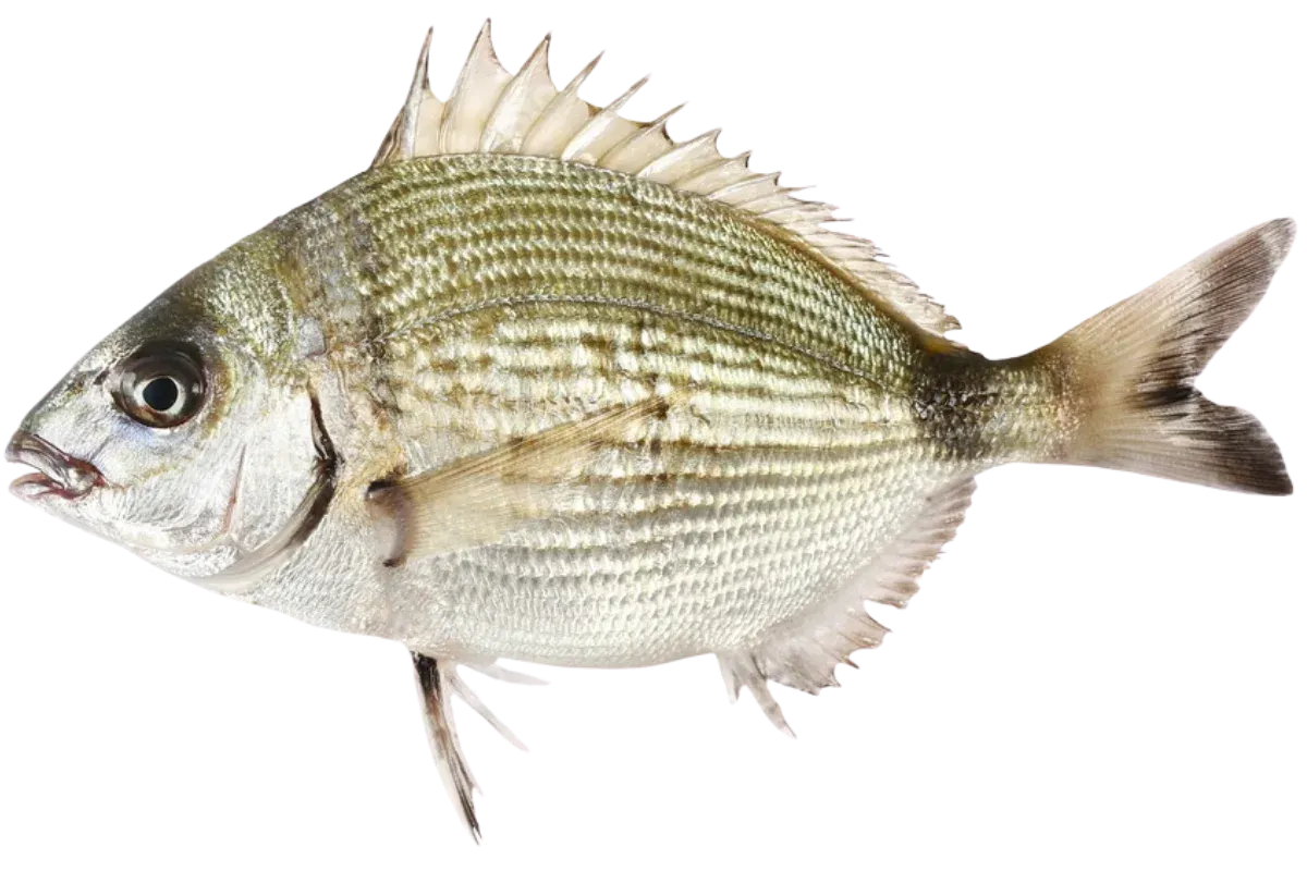 Annular Seabream