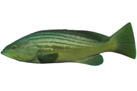 Goldblotch Grouper