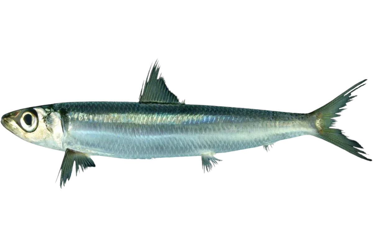 Redeye Round Herring