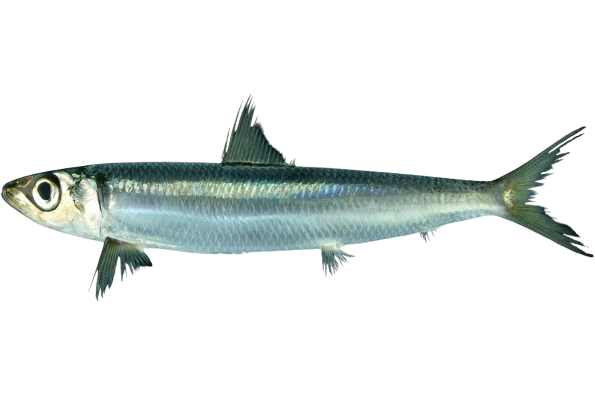 Redeye Round Herring