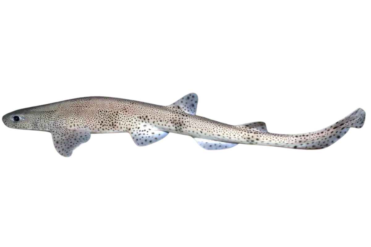 Nursehound