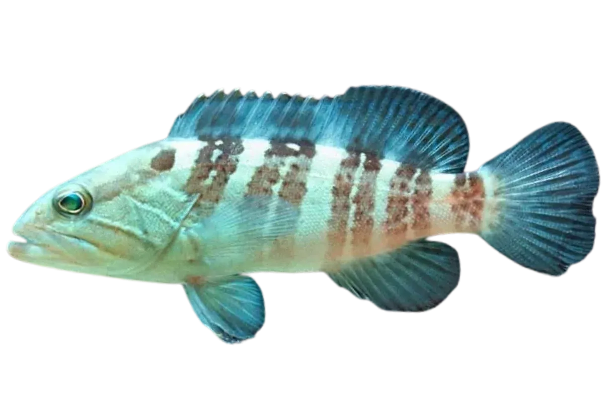 White Grouper