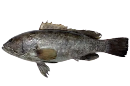 White Grouper