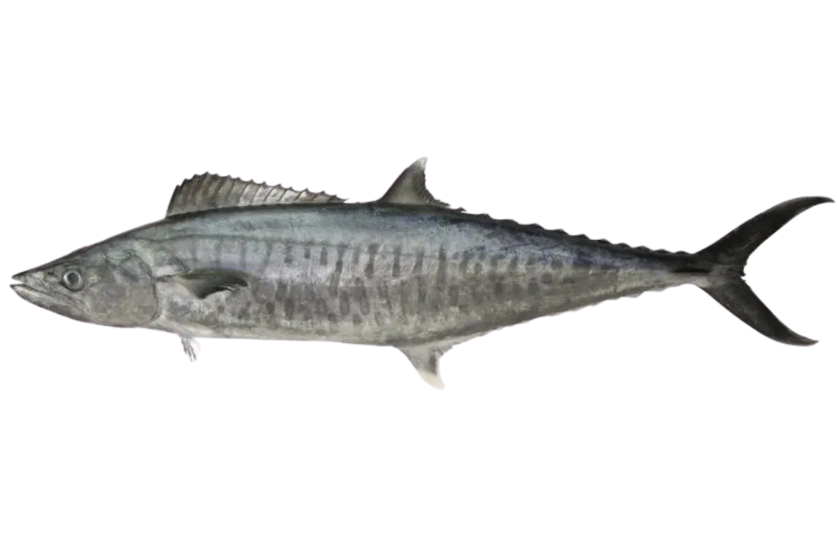 Narrow Barred Spanish Mackerel