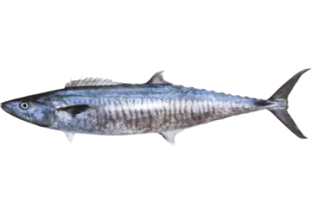 Narrow Barred Spanish Mackerel