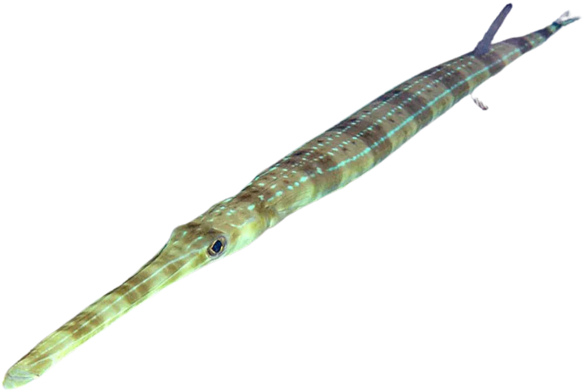 Bluespotted Cornetfish