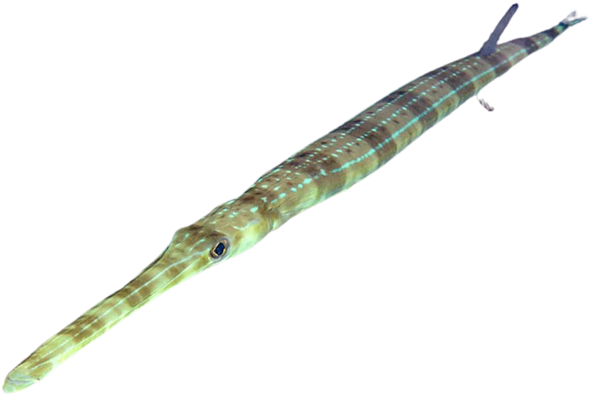 Bluespotted Cornetfish