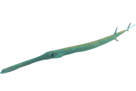 Bluespotted Cornetfish