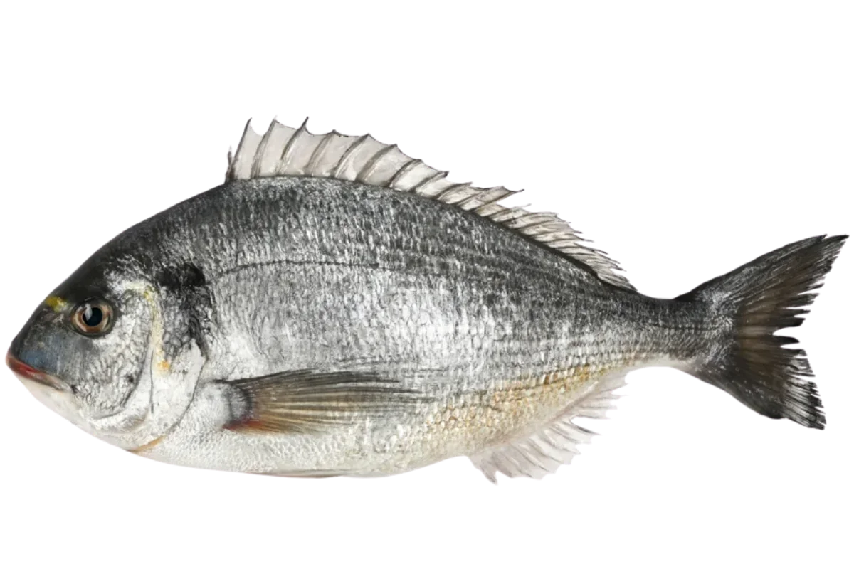 Gilthead Seabream