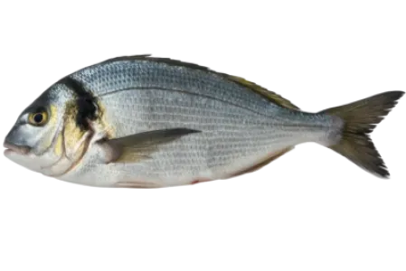 Gilthead Seabream