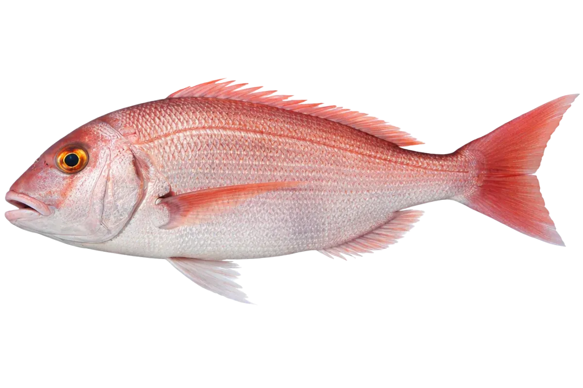 Red Seabream