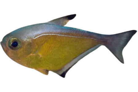 Vanikoro Sweeper