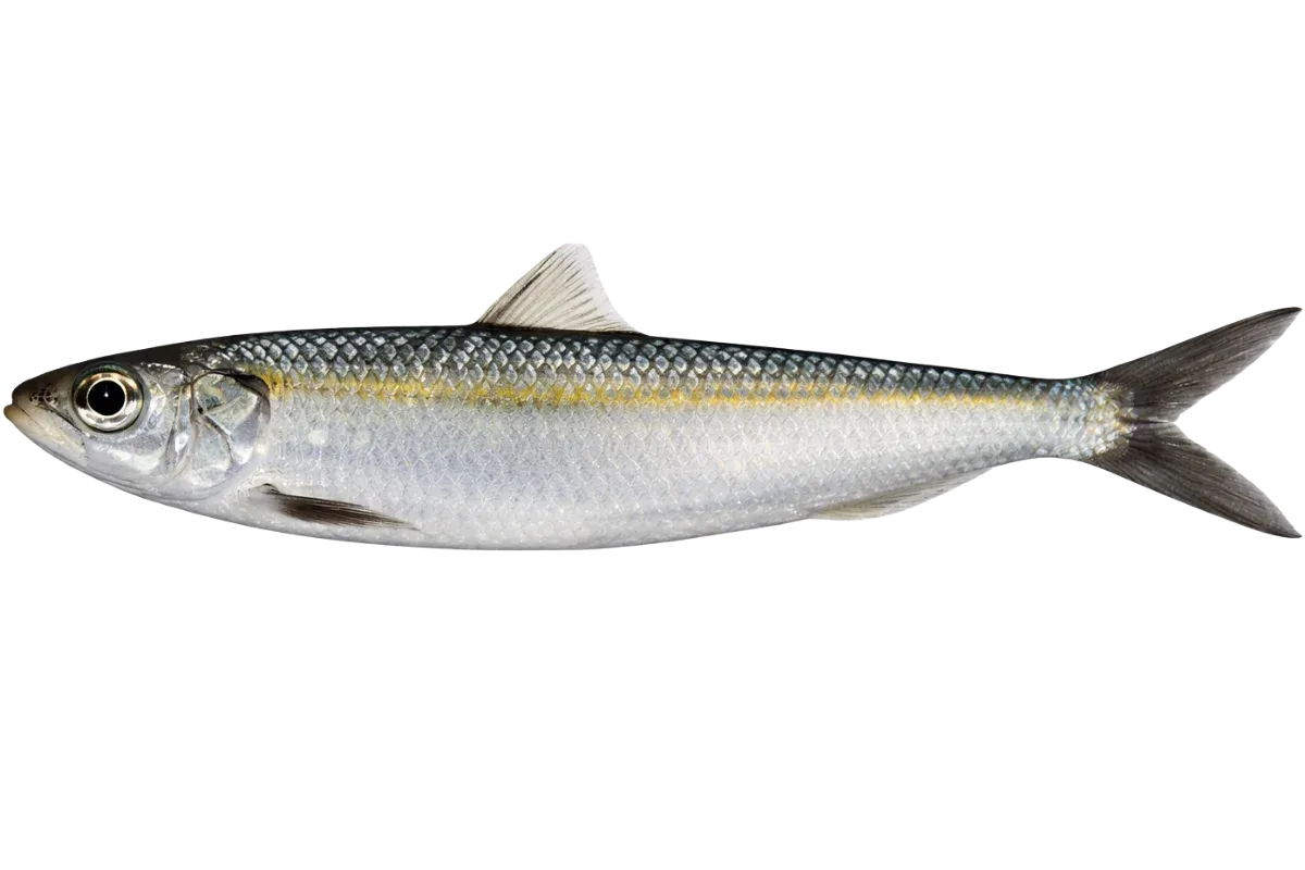 Round Sardinella