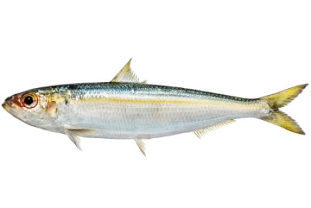 Round Sardinella