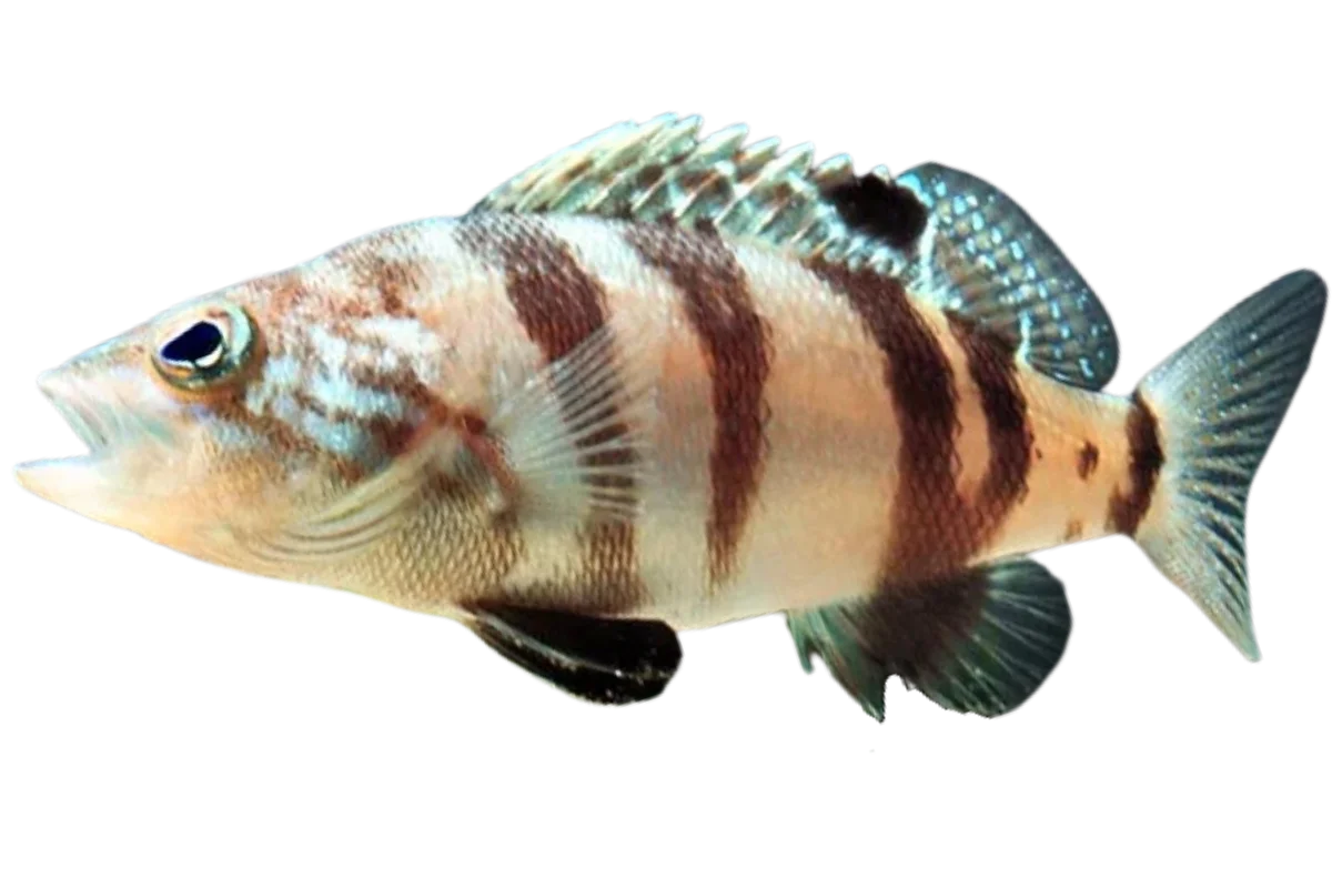 Brown Comber