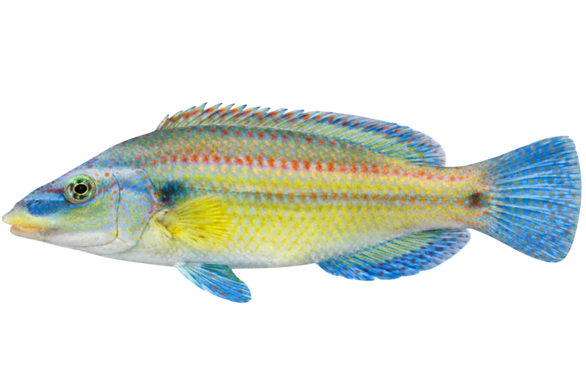 Wrasse