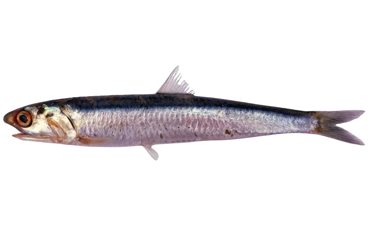 Anchovy