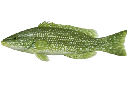 Wrasse