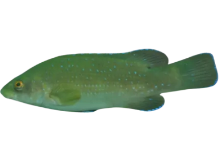 Wrasse