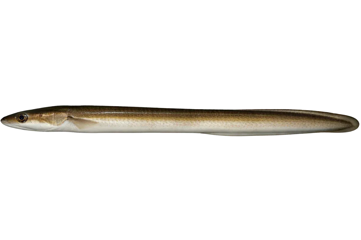 Eel