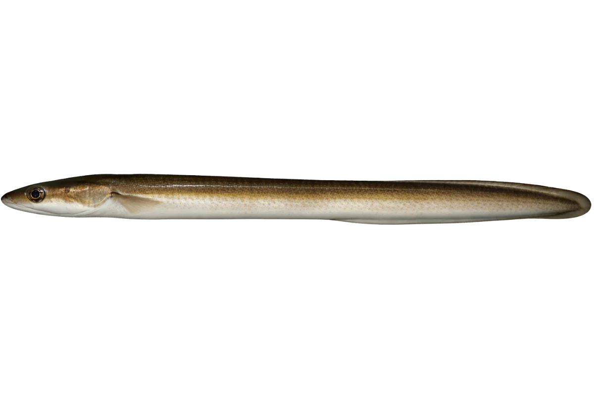 Eel