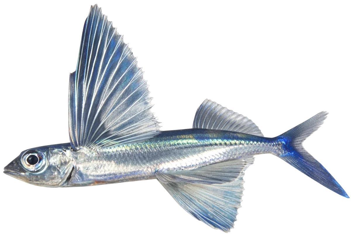 Flying Fish