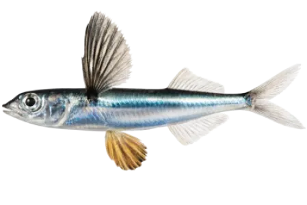 Flying Fish
