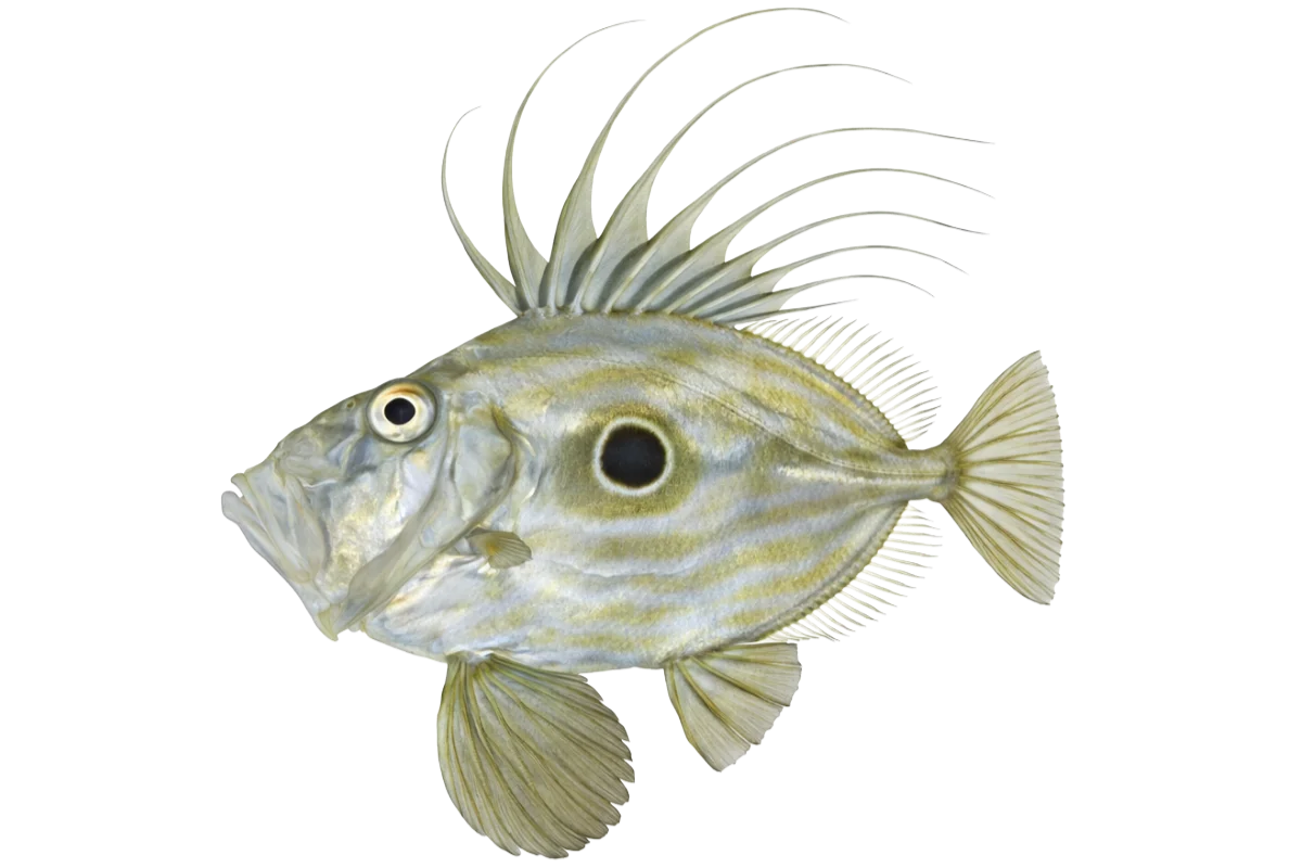 John Dory