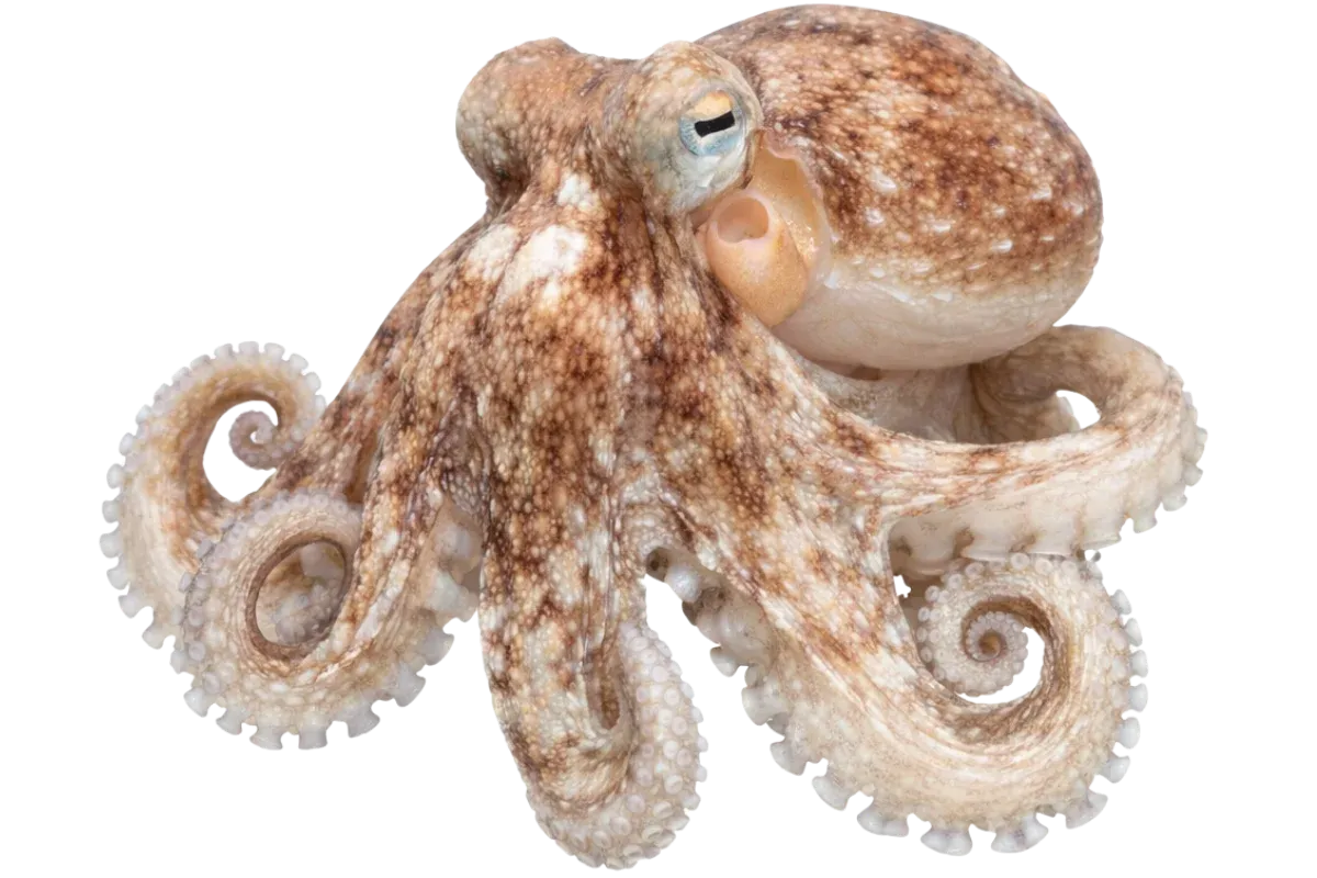 Octopus