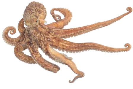 Octopus
