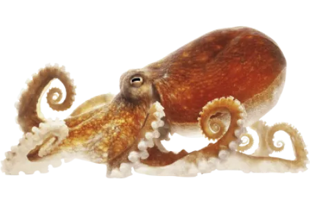 Octopus